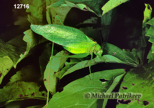 Oblong-winged Katydid (Amblycorypha oblongifolia)